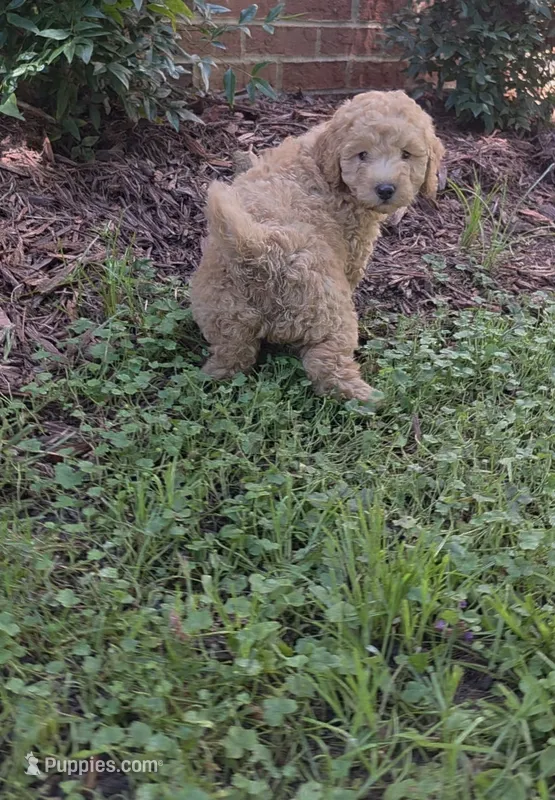 Lenny  – Poodle - Miniature , Miniature Goldendoodle puppy for sale in Raleigh, NC