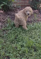 Lenny , a male Poodle - Miniature  and Miniature Goldendoodle for sale in Raleigh, NC – 4 of 4