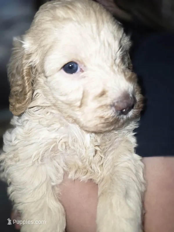Lexi – Poodle - Miniature , Miniature Goldendoodle puppy for sale in Raleigh, NC
