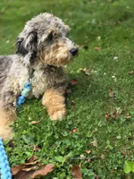 Dash, a male Aussiedoodle and Poodle - Standard  for sale in Raleigh, NC – 2 of 6