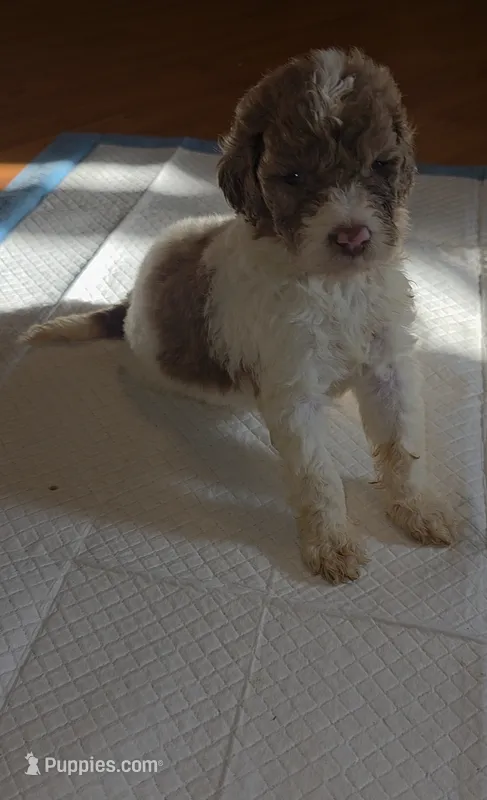 Windsor – Sheepadoodle, Poodle - Standard  puppy for sale in Raleigh, NC