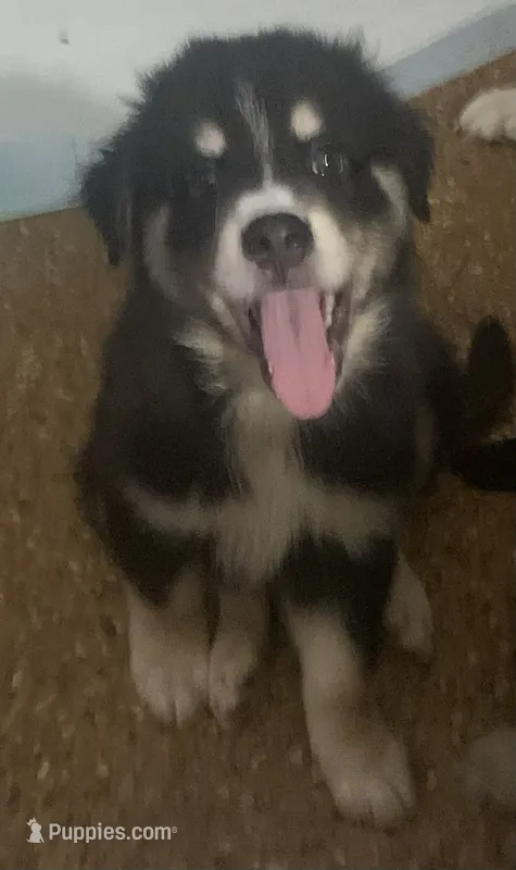 Max – Australian Shepherd puppy for sale in Raleigh, NC
