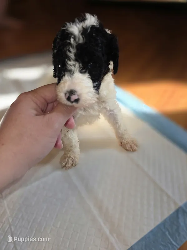 Oreo – Sheepadoodle, Poodle - Standard  puppy for sale in Raleigh, NC