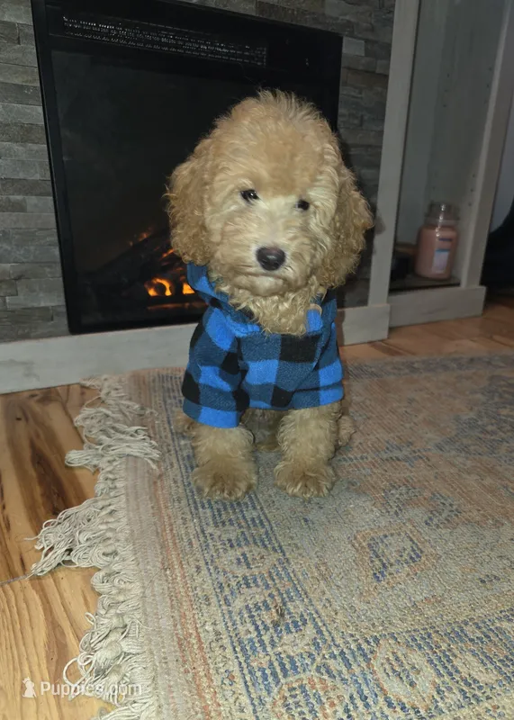 Lenny  – Poodle - Miniature , Miniature Goldendoodle puppy for sale in Raleigh, NC