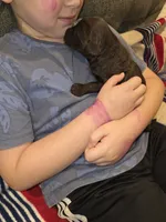 Mocha, a female Sheepadoodle and Poodle - Standard  for sale in Raleigh, NC – 3 of 3