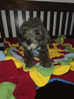 Blue, a male Sheepadoodle and Poodle - Standard  for sale in Raleigh, NC – 2 of 6