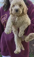 Lexi, a female Poodle - Miniature  and Miniature Goldendoodle for sale in Raleigh, NC – 4 of 4