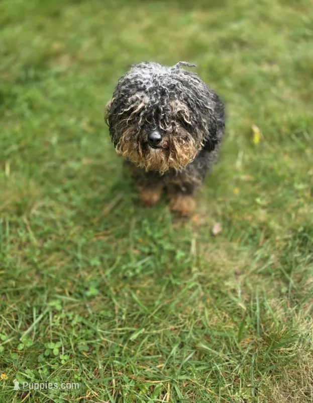 Charlie – Poodle - Toy  puppy for sale in Raleigh, NC