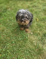 Charlie, a male Poodle - Toy  for sale in Raleigh, NC – 1 of 2