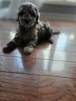 Stella, a female Goldendoodle and Poodle - Miniature  for sale in Raleigh, NC – 2 of 9
