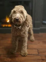 Ellie, a female Poodle - Miniature  and Miniature Goldendoodle for sale in Raleigh, NC – 3 of 4