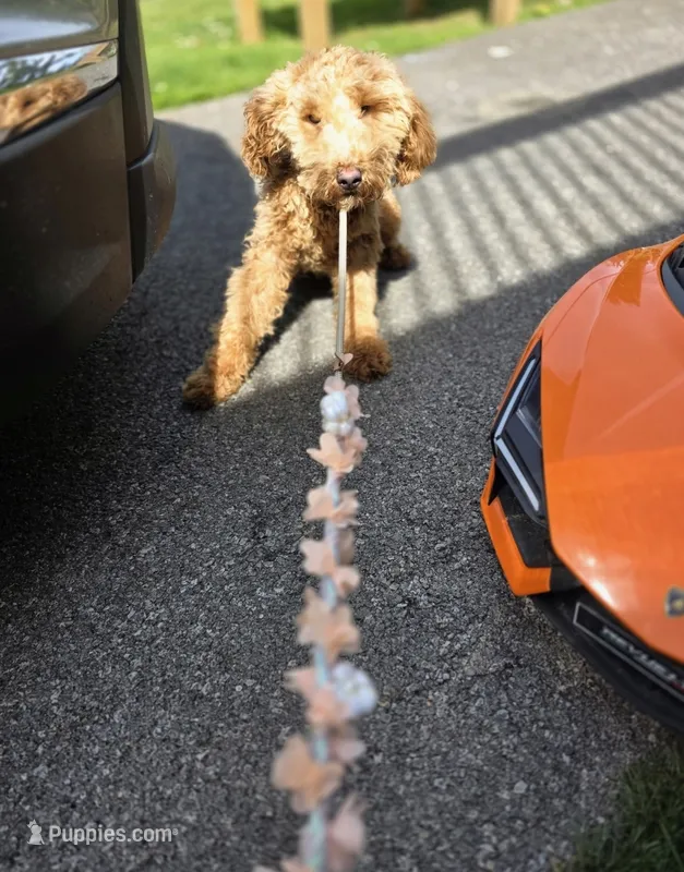 Ellie – Poodle - Miniature , Miniature Goldendoodle puppy for sale in Raleigh, NC