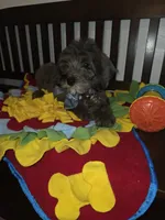 Blue, a male Sheepadoodle and Poodle - Standard  for sale in Raleigh, NC – 3 of 6