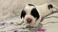 Dot, a female Sheepadoodle and Poodle - Standard  for sale in Raleigh, NC – 4 of 6