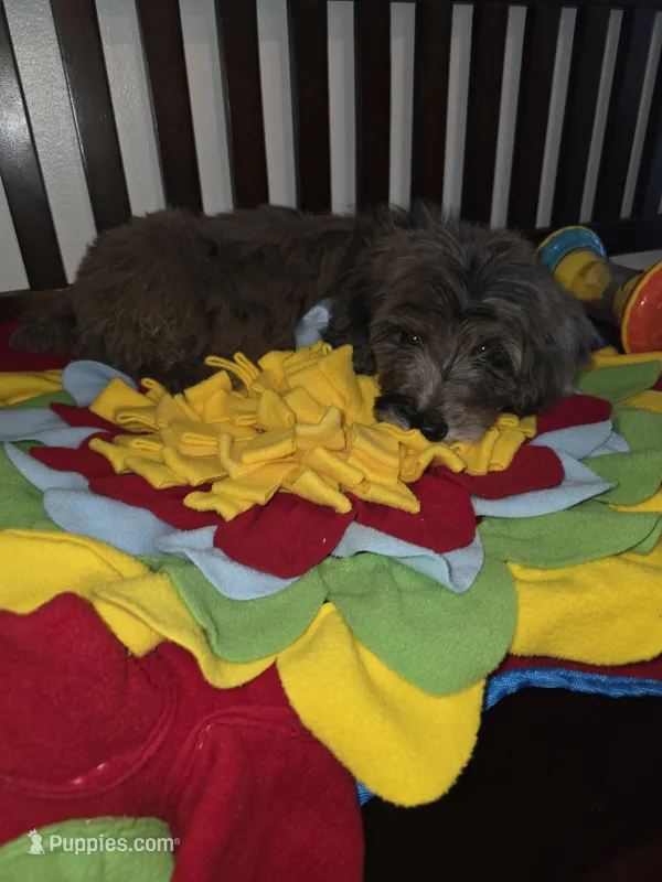 Blue – Sheepadoodle, Poodle - Standard  puppy for sale in Raleigh, NC