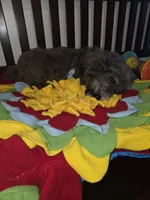 Blue, a male Sheepadoodle and Poodle - Standard  for sale in Raleigh, NC – 1 of 6
