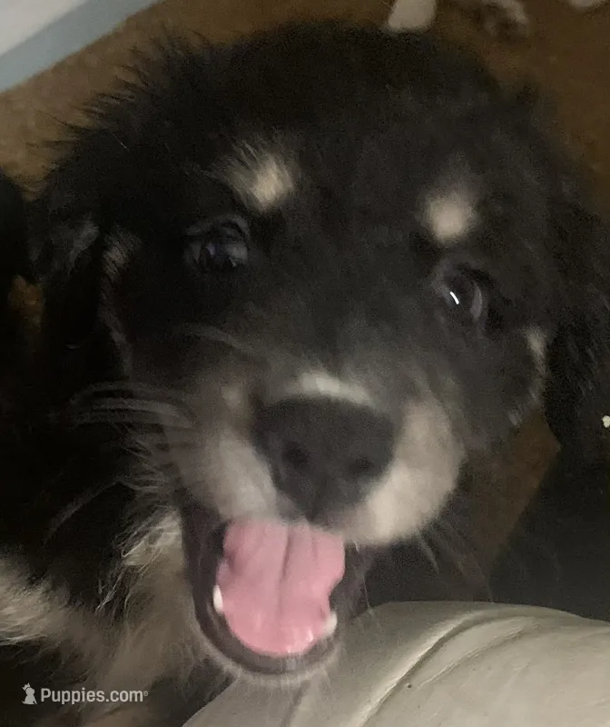 Emmy – Australian Shepherd puppy for sale in Raleigh, NC