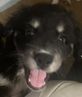 Emmy, a female Australian Shepherd for sale in Raleigh, NC – 1 of 1
