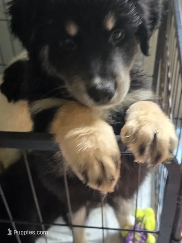 Emmy – Australian Shepherd puppy for sale in Raleigh, NC