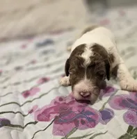 Windsor, a male Sheepadoodle and Poodle - Standard  for sale in Raleigh, NC – 2 of 6