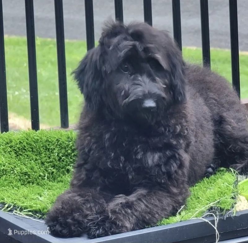 Shadow – Aussiedoodle puppy for sale in Raleigh, NC