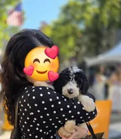 Oreo, a male Sheepadoodle and Poodle - Standard  for sale in Raleigh, NC – 2 of 2