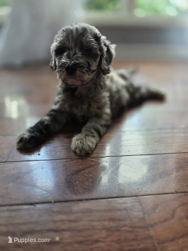 Stella – Goldendoodle puppy for sale in Raleigh, NC