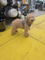 Ella, a female Aussiedoodle and Poodle - Standard  for sale in Raleigh, NC – Photo 4 of 6