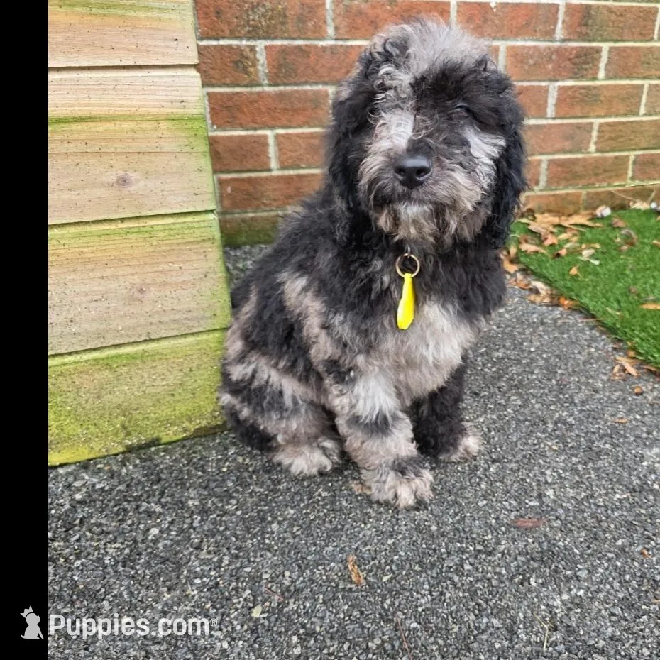 Oreo – Aussiedoodle, Poodle - Standard  puppy for sale in Raleigh, NC