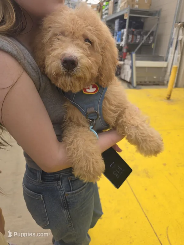 Ella, a female Aussiedoodle and Poodle - Standard  for sale in Raleigh, NC – Photo 1 of 6