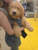 Ella, a female Aussiedoodle and Poodle - Standard  for sale in Raleigh, NC – Photo 1 of 6
