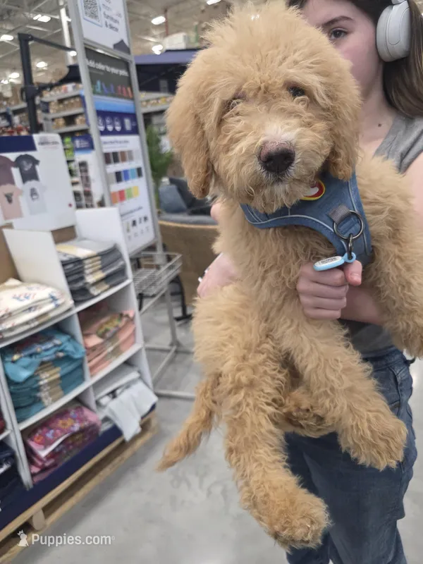 Ella – Aussiedoodle, Poodle - Standard  puppy for sale in Raleigh, NC