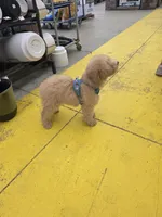 Ella, a female Aussiedoodle and Poodle - Standard  for sale in Raleigh, NC – Photo 5 of 6