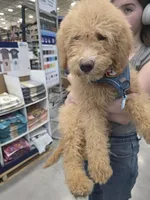 Ella, a female Aussiedoodle and Poodle - Standard  for sale in Raleigh, NC – Photo 2 of 6