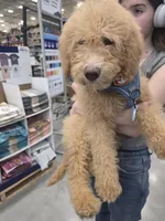 Ella, a female Aussiedoodle and Poodle - Standard  for sale in Raleigh, NC – Photo 3 of 6