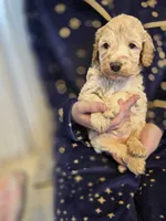 Lexi, a female Poodle - Miniature  and Miniature Goldendoodle for sale in Raleigh, NC – 2 of 4