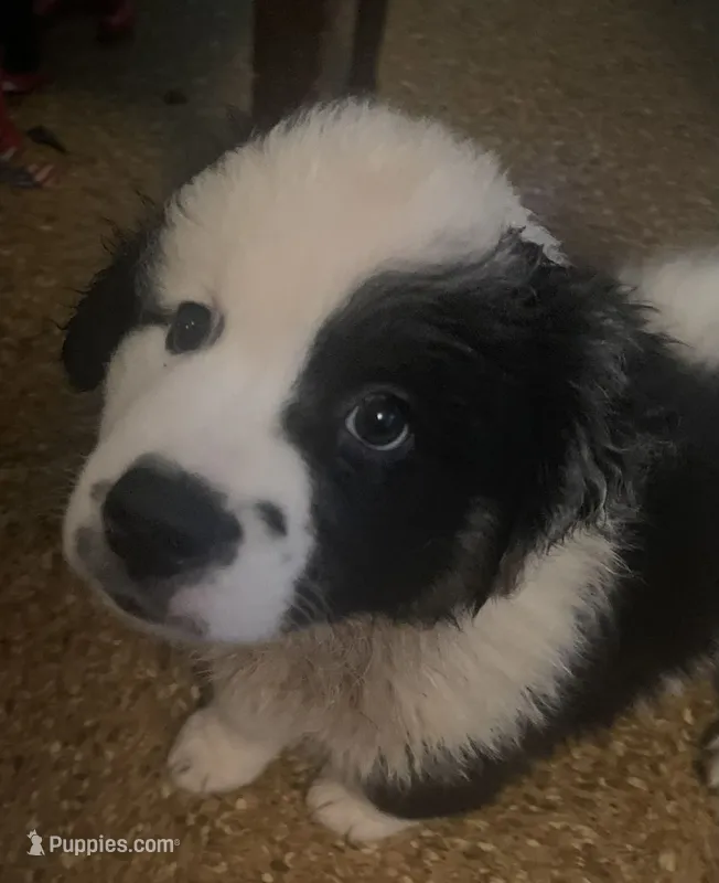 Benji – Australian Shepherd puppy for sale in Raleigh, NC