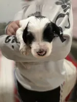 Dot, a female Sheepadoodle and Poodle - Standard  for sale in Raleigh, NC – 2 of 6