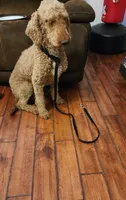 Prince, a male Poodle - Standard  for sale in Raleigh, NC – 2 of 3