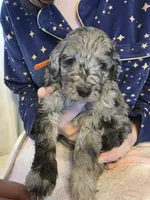 Stella, a female Goldendoodle for sale in Raleigh, NC – 2 of 3