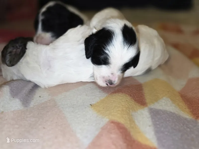 Dot – Sheepadoodle, Poodle - Standard  puppy for sale in Raleigh, NC
