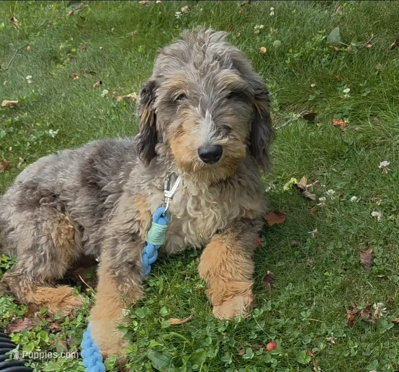 Dash – Aussiedoodle, Poodle - Standard  puppy for sale in Raleigh, NC