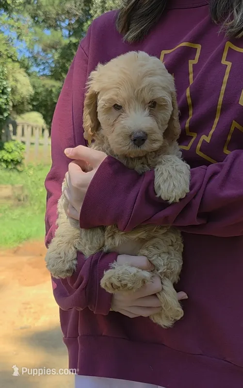 Lexi – Poodle - Miniature , Miniature Goldendoodle puppy for sale in Raleigh, NC