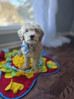 Niko, a male Goldendoodle and Poodle - Miniature  for sale in Raleigh, NC – Photo 5 of 7