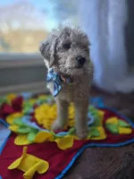 Niko, a male Goldendoodle and Poodle - Miniature  for sale in Raleigh, NC – Photo 4 of 7