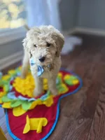 Niko, a male Goldendoodle and Poodle - Miniature  for sale in Raleigh, NC – Photo 6 of 7