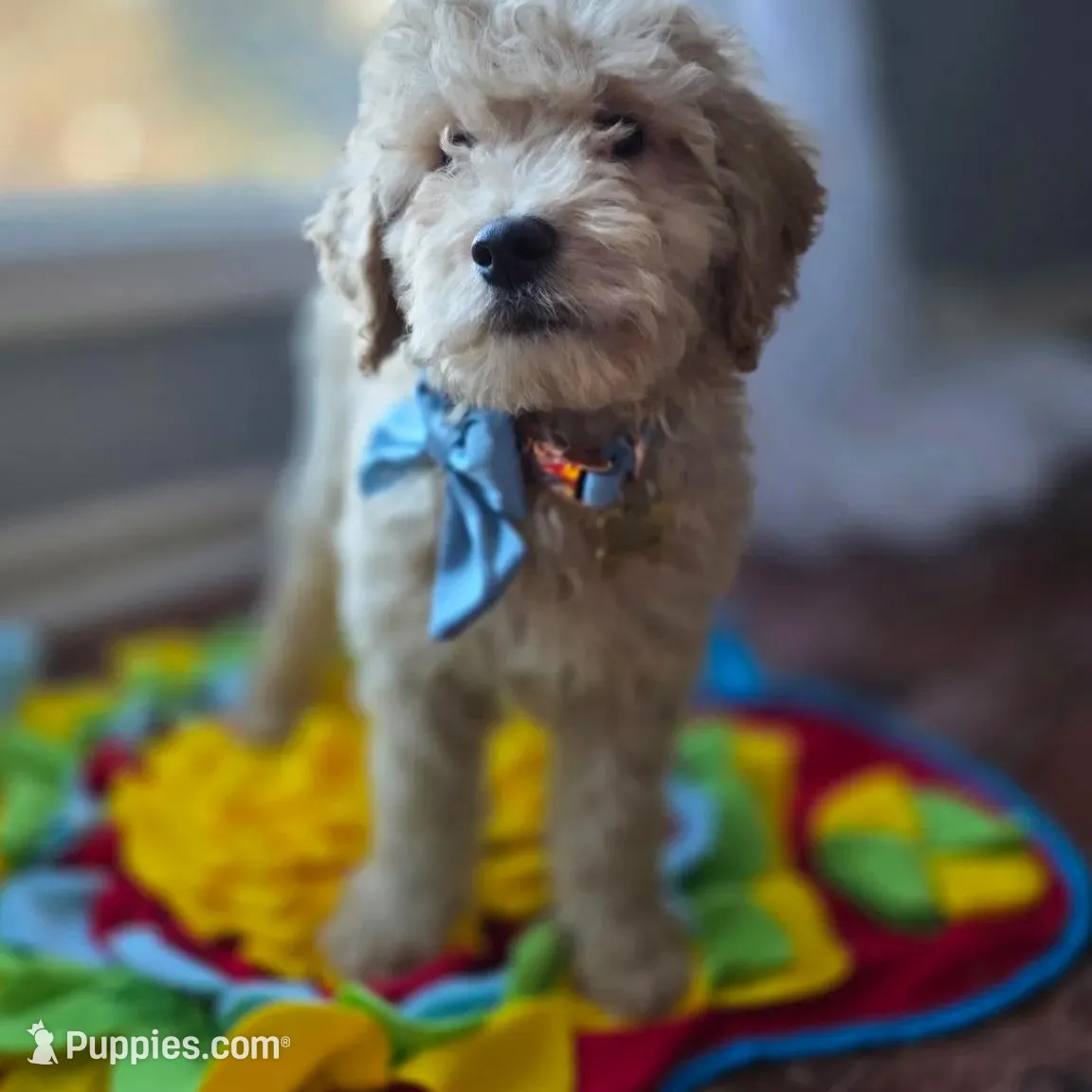 Niko, a male Goldendoodle and Poodle - Miniature  for sale in Raleigh, NC – Photo 2 of 7