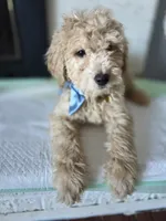 Niko, a male Goldendoodle and Poodle - Miniature  for sale in Raleigh, NC – Photo 3 of 7
