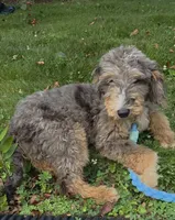 Dash, a male Aussiedoodle and Poodle - Standard  for sale in Raleigh, NC – 5 of 6
