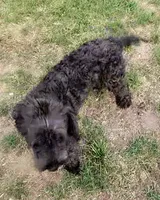 Shadow , a female Aussiedoodle for sale in Raleigh, NC – 2 of 3